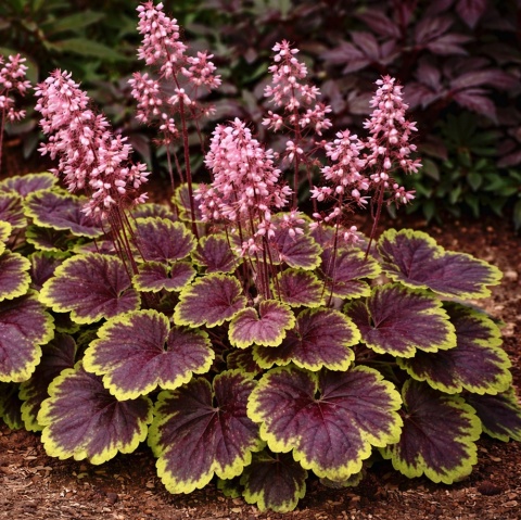 Żuraweczka Solar Eclipse 1,5L