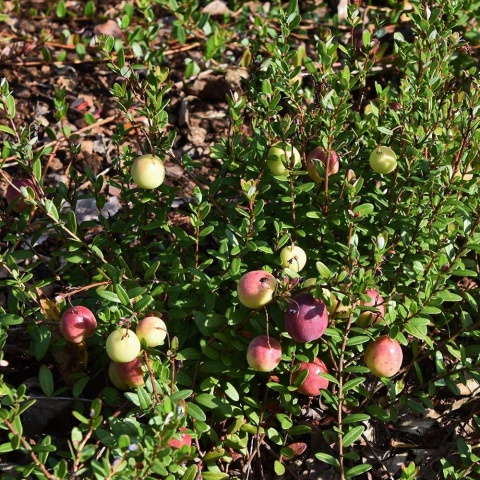 Żurawina Pilgrim P9(0,5L)