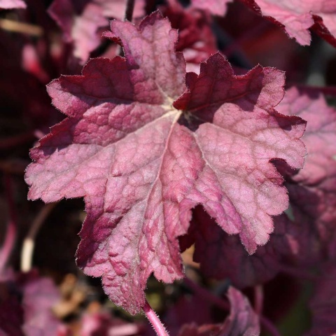 Żurawka Berry Smoothie 1,5L