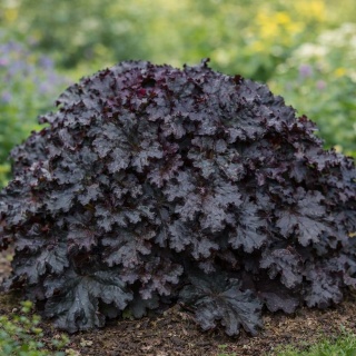 Żurawka World Caffe Esprresso 1,5L