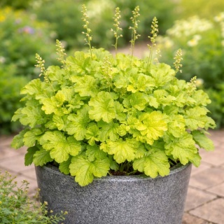 Żurawka World Caffe Lime Americano 1,5L