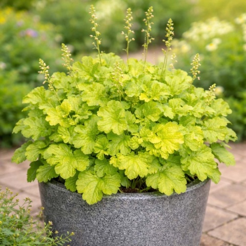 Żurawka World Caffe Lime Americano 1,5L