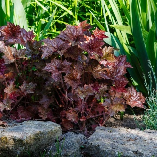 Żurawka amerykańska Palace Purple P9(0,5L)