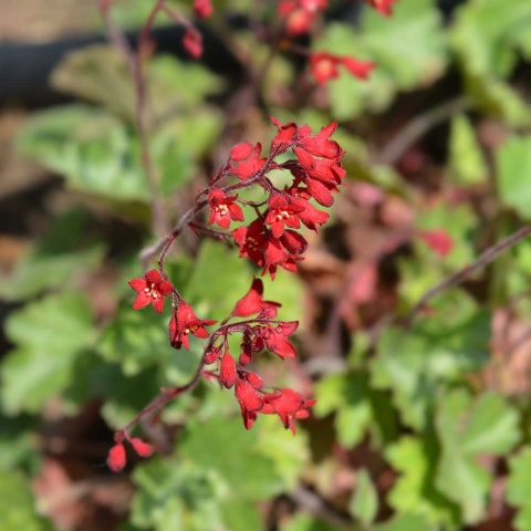 Żurawka krwista Ruby Bells P11(1L)