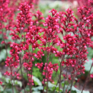 Żurawka ogrodowa Paris P11(1L)