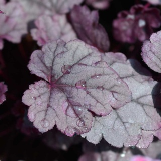 Żurawka ogrodowa Pink Panther P11(1L)