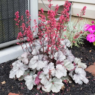 Żurawka ogrodowa Silver Gumdrop P11(1L)