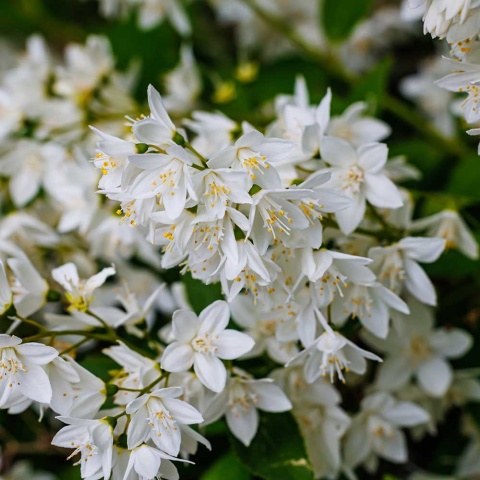 Żylistek karłowy Yuki Snowflake 2L