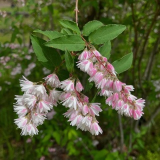 Żylistek szorstki Plena 2L