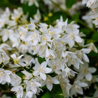 Żylistek wysmukły Nikko 2L