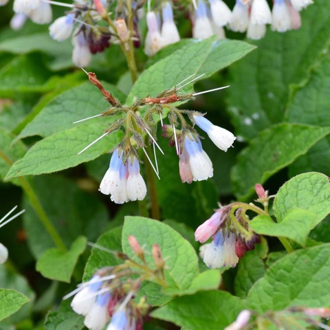 Żywokost wielokwiatowy Hidcote Blue 2L