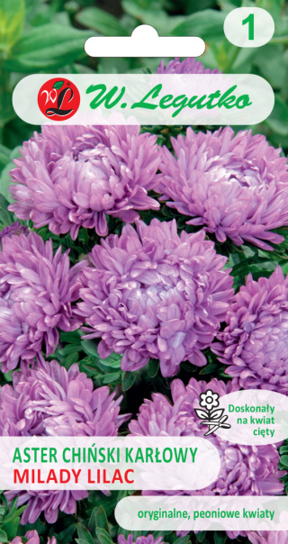 Aster chiński karłowy Milady Lilac - liliowy 1.00g