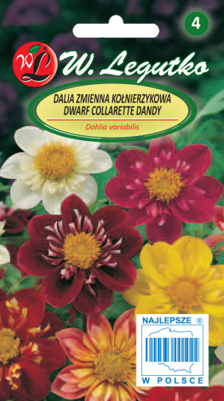 Dalia zmienna kołnierzykowa Collarette Dandy - mieszanka 1.00G