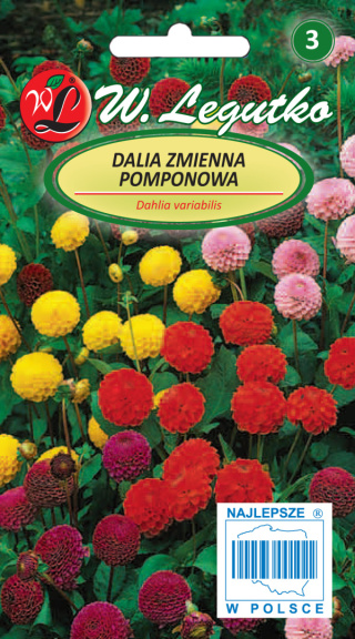 Dalia zmienna pomponowa mieszanka 1.00G