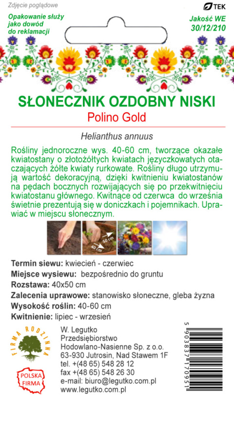 Kwiaty Polskie - Słonecznik ozdobny doniczkowy Polino Gold 1.00