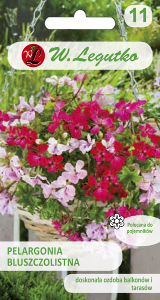 Pelargonia bluszczolistna Speedy F2 mieszanka 5nas.