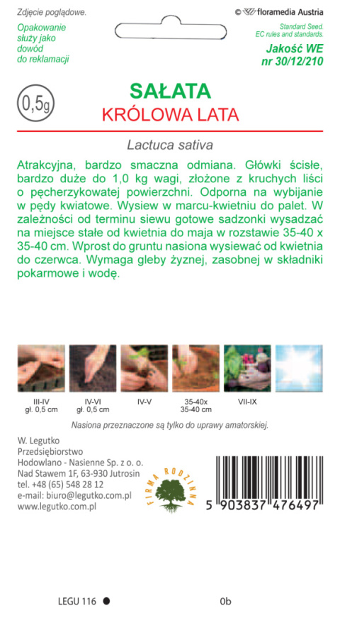 Sałata głowiasta krucha lodowa Królowa Lata - jasnozielona, wczesna 0.50G