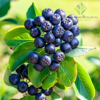 Aronia czarna 'Hugin' P9(0,5L)