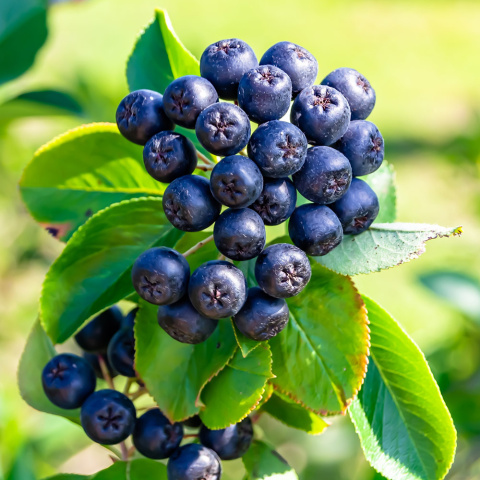 Aronia czarna 'Hugin' P9(0,5L)