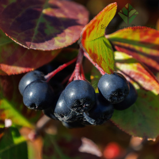 Aronia śliwolistna 'Nero' P9(0,5L)