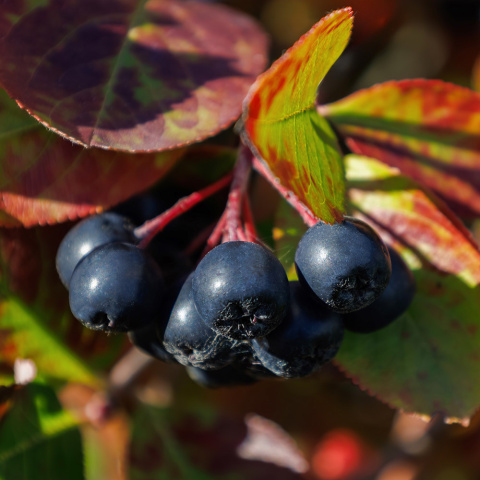 Aronia śliwolistna 'Nero' P9(0,5L)