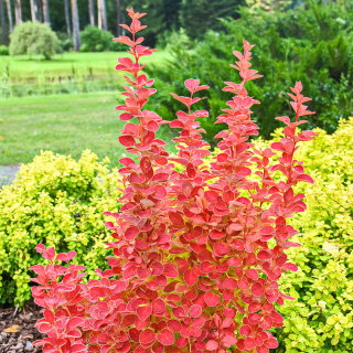 Berberys Thunberga 'Orange Ice' 2L