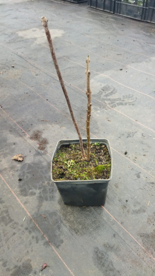 Paulownia 2L