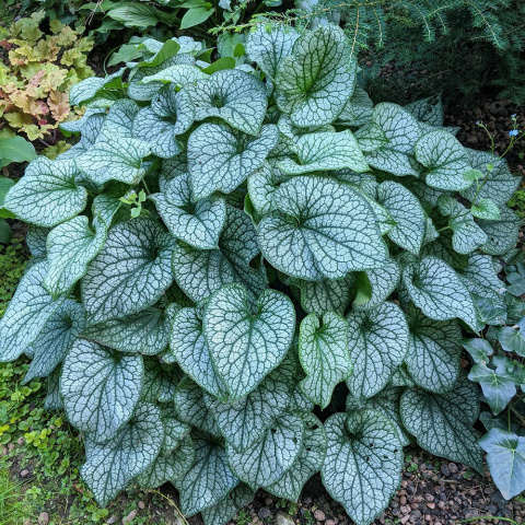 Brunnera wielkolistna 'Alexander's Great' C2