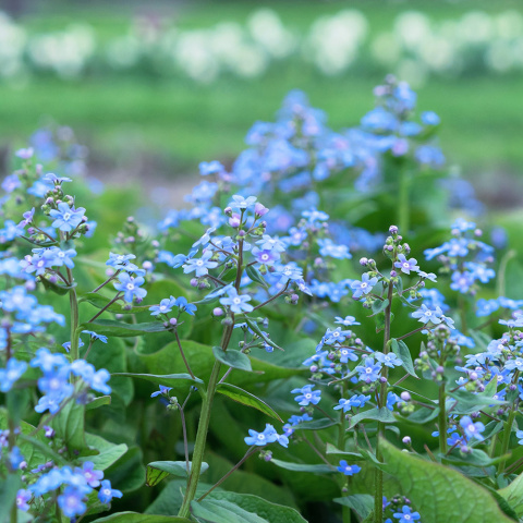 Brunnera wielkolistna C2