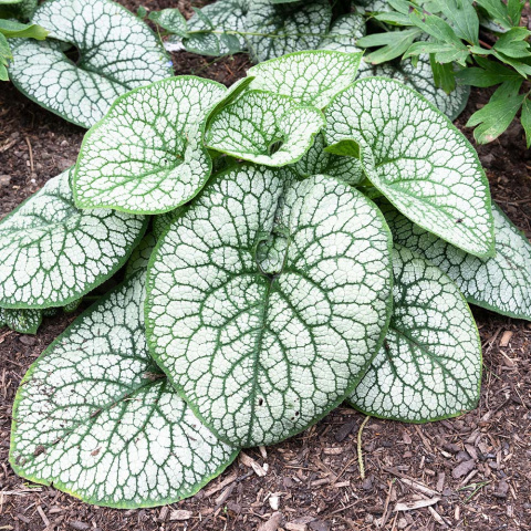 Brunnera wielkolistna 'Sea Heart' C2