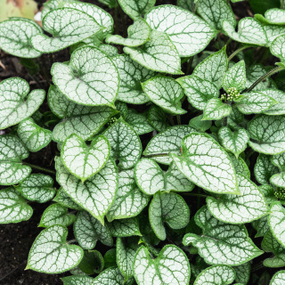 Brunnera wielkolistna 'Silver Heart' C2