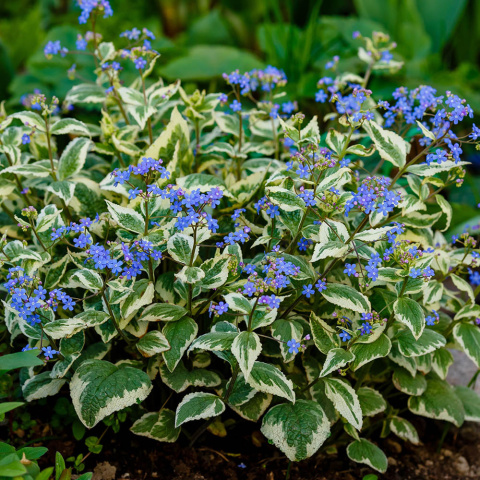 Brunnera wielkolistna 'Variegata' C2