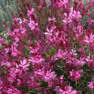 Gaura Lindheimera Baby Butterfly 'Dark Pink' P11(1L)