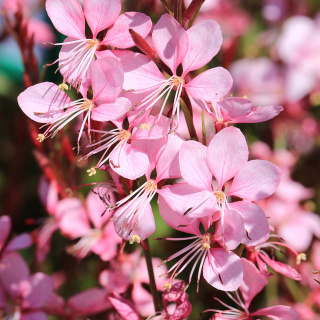 Gaura Lindheimera 'Tutti Frutti' P11(1L)