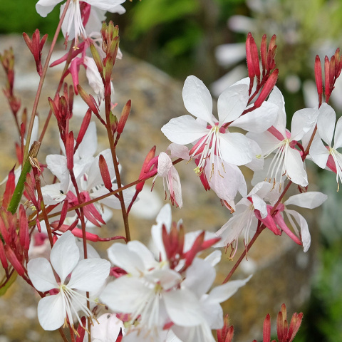 Gaura Lindheimera 'Whirling Butterflies' 1,5L