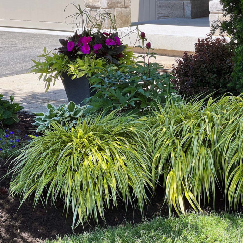 Hakonechloa smukła 'Aureola' P11(1L)