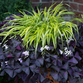 Hakonechloa smukła 'Aureola' P11(1L)