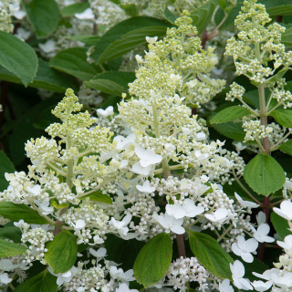 Hortensja bukietowa 'Baby Lace' 5L