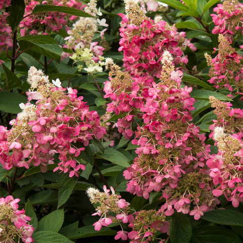 Hortensja bukietowa 'Candelight' 5L