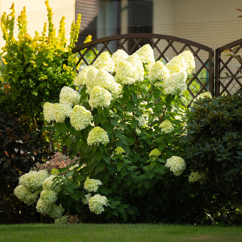 Bouquet hydrangea 'Limelight' P9(0,5L)