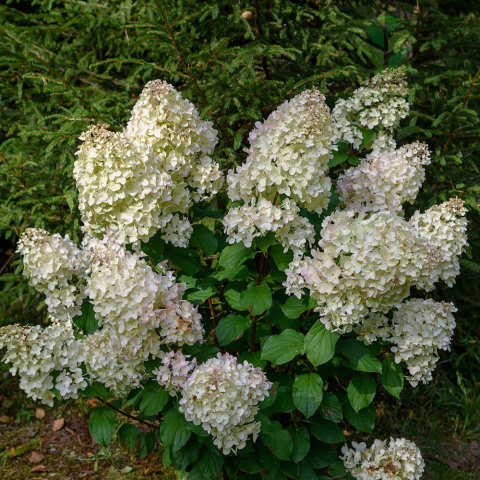 Hortensja bukietowa 'Little Spooky' P9(0,5L)