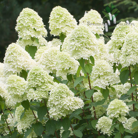 Bouquet hydrangea 'Magical Candle' P9(0,5L)