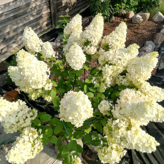 Hortensja bukietowa 'Magical Mont Blanc' 2L