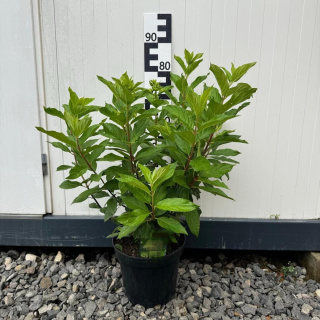 Hortensja bukietowa 'Wim's Red' 7,5L