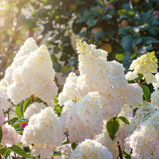 Hortensja bukietowa Sundae Fraise 'Rensun' 2L