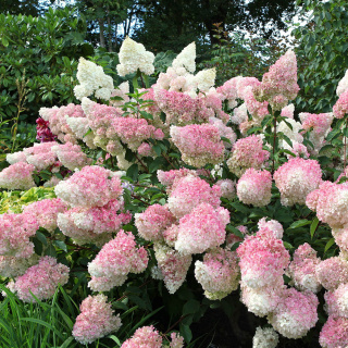 Hortensja bukietowa 'Vanille Fraise' 2L