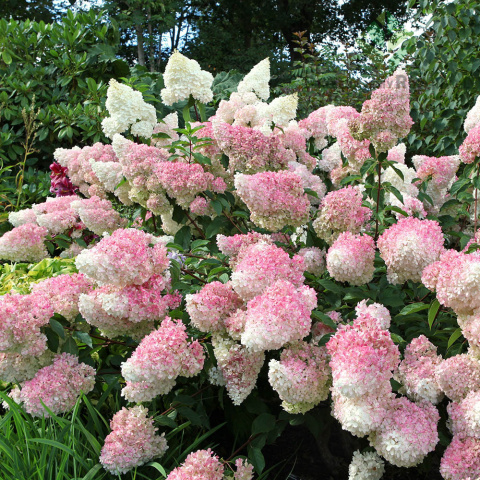 Bouquet hydrangea 'Vanille Fraise' 2L