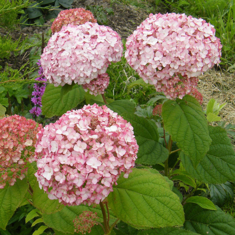 Hortensja drzewiasta 'Candybelle Bubblegum' 2L