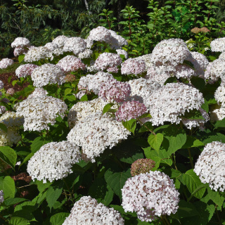 Hortensja krzewiasta ‚Candybelle Marshmallow' 2L