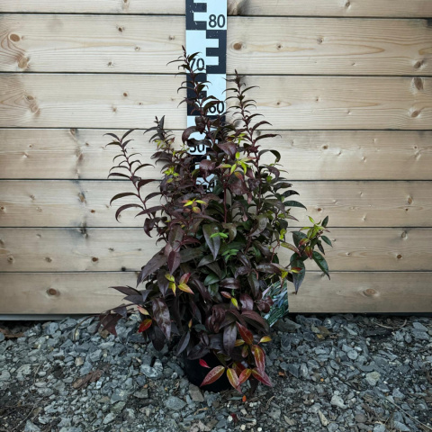 Kiścień 'Little Fire' 3L